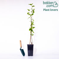 Witte moerbei 'Macrophylla'