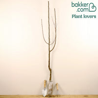 Pruimenboom 'Reine-Claude Vert'