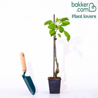 Mini Appelboom 'Golden Delicious'