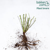 Klimroos 'Golden Gate'® 'Korgolgat' - Rosa Golden Gate ® Korgolgat - Klimrozen