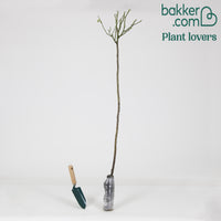 Stamroos 'Ramona' - Rosa ramona