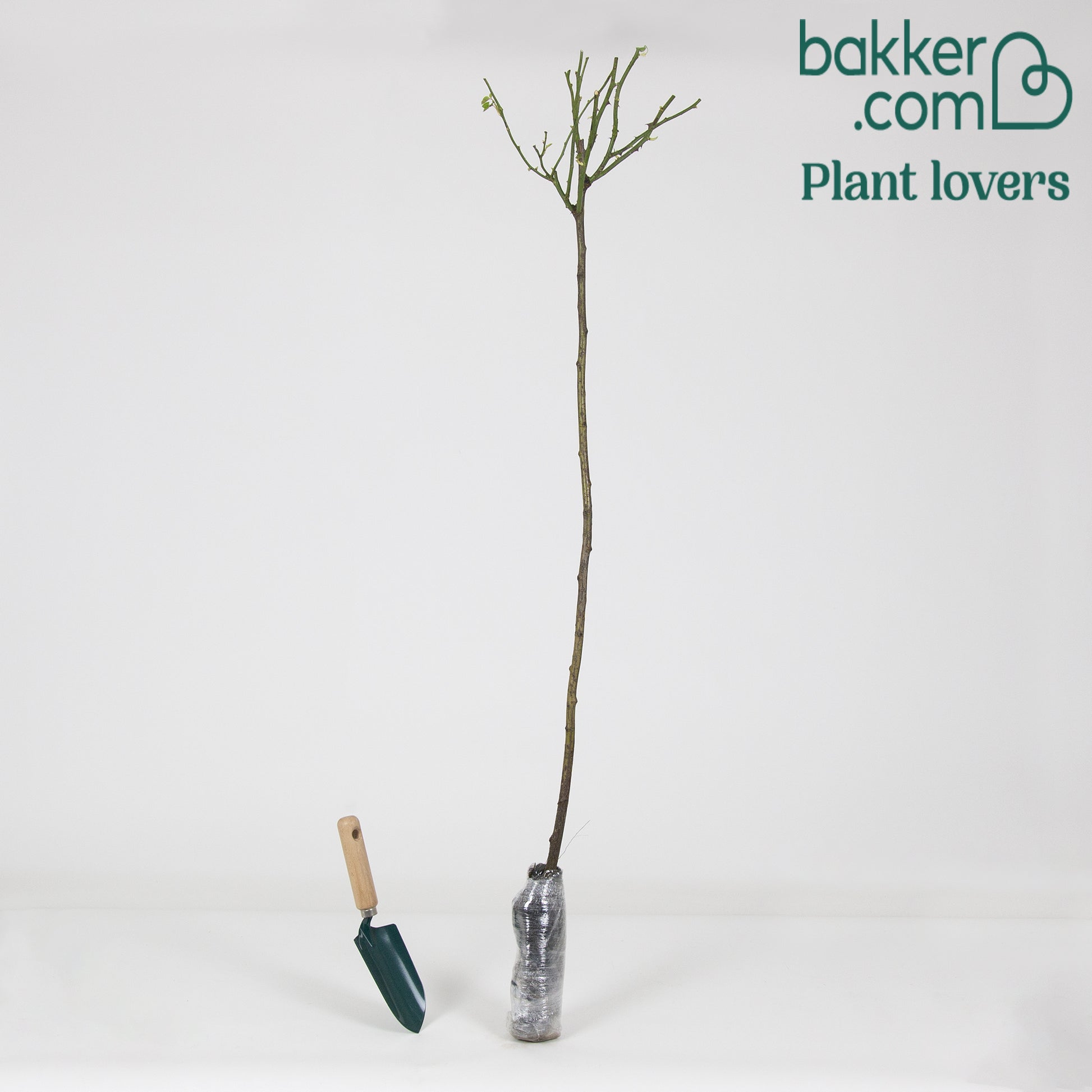 Stamroos 'Ramona' - Rosa ramona