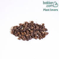 Anemoon de Caen - Mix - Anemone coronaria de caen