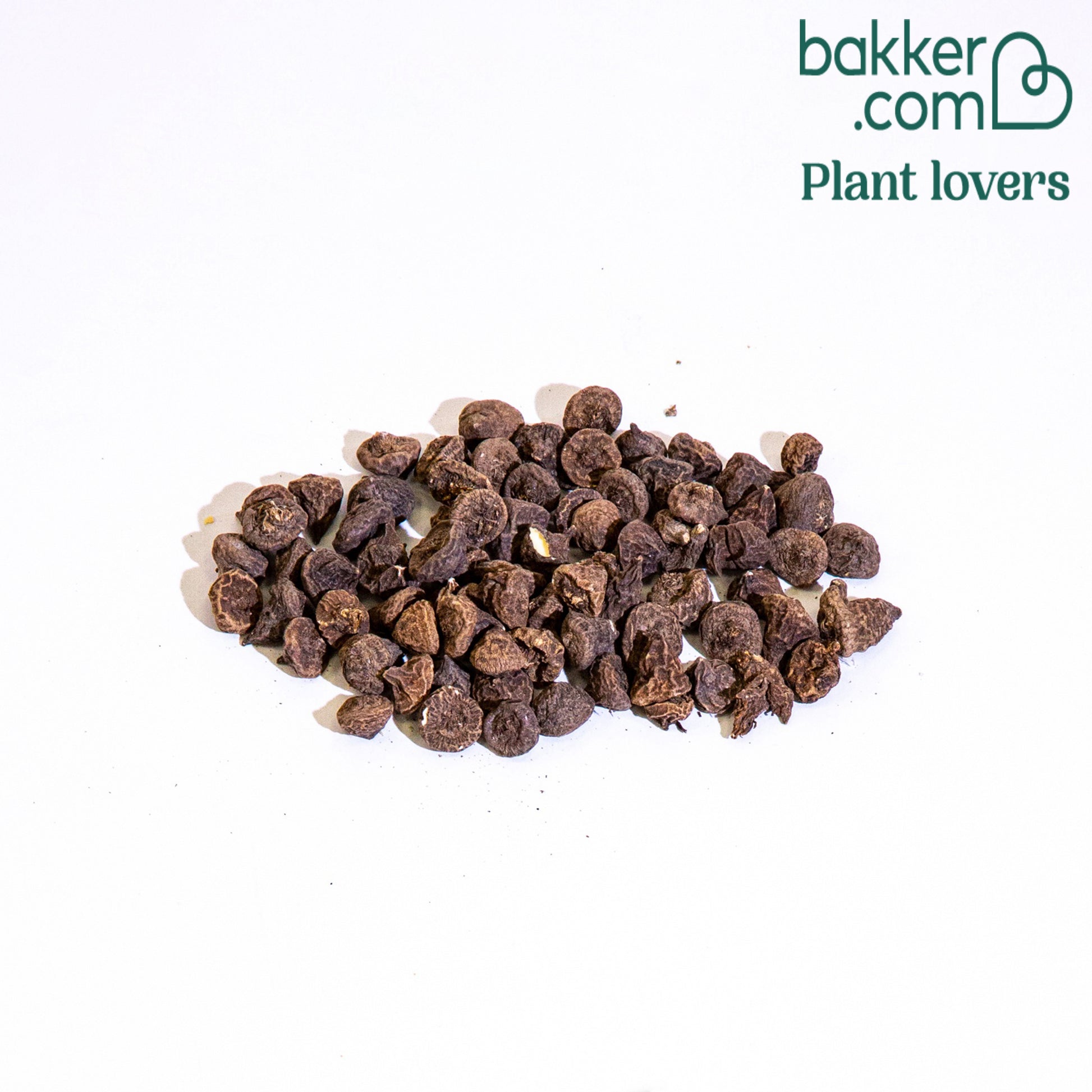 Anemoon de Caen - Mix - Anemone coronaria de caen