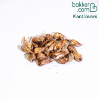 Freesia Mix 'Flower Fragrance' (x25)