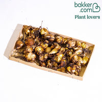 Tijgerbloem - Tigridia pavonia