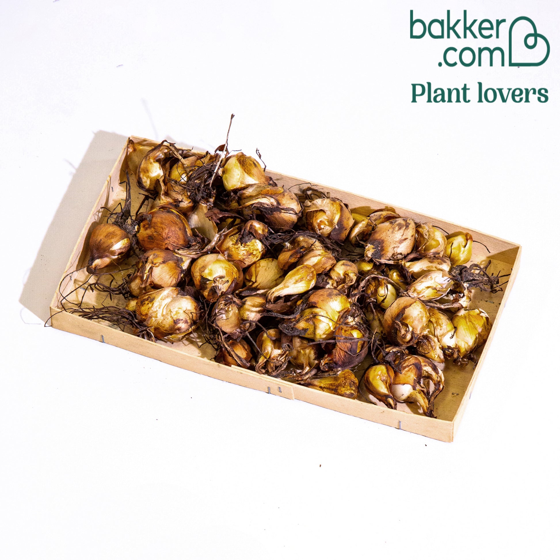 Tijgerbloem - Tigridia pavonia