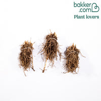 Lelietje-van-dalen 'Majalis'