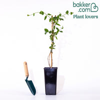 Kamperfoelie 'American Beauty'