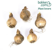 Narcis Jet Fire (x5)