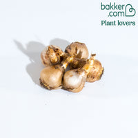 Narcis 'Rip van Winkle' (x5)