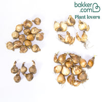 Collectie mini narcissen (x30)