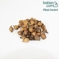 Hollandse Iris Mix (x40)