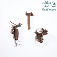 Pioenroos 'Red Charm' + 'Immaculate' + 'Sorbet' mix (x3)