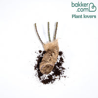 Grootbloemige roos 'Barkarole'