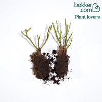 Collectie floribunda rozen ( Red Leonardo Da Vinci +  Leonardo Da Vinci) (x2)