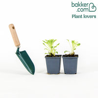 Mariëtteklokje Mix 'Carillon' (x2)