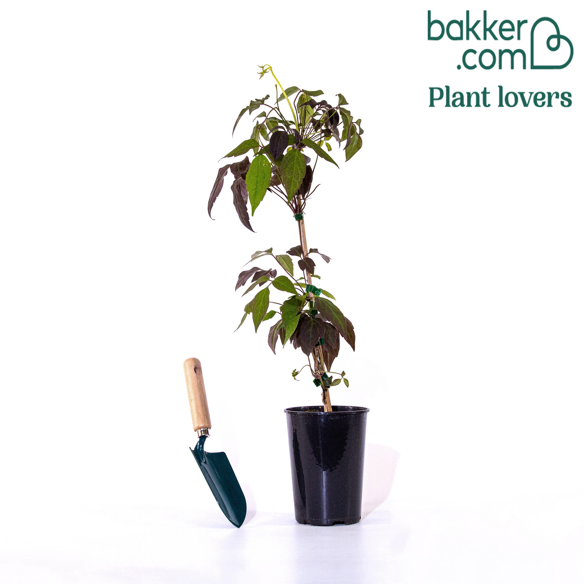 Bosrank 'Mayleen' - Clematis montana mayleen - Clematis