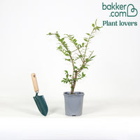 Alatus Kardinaalsmuts