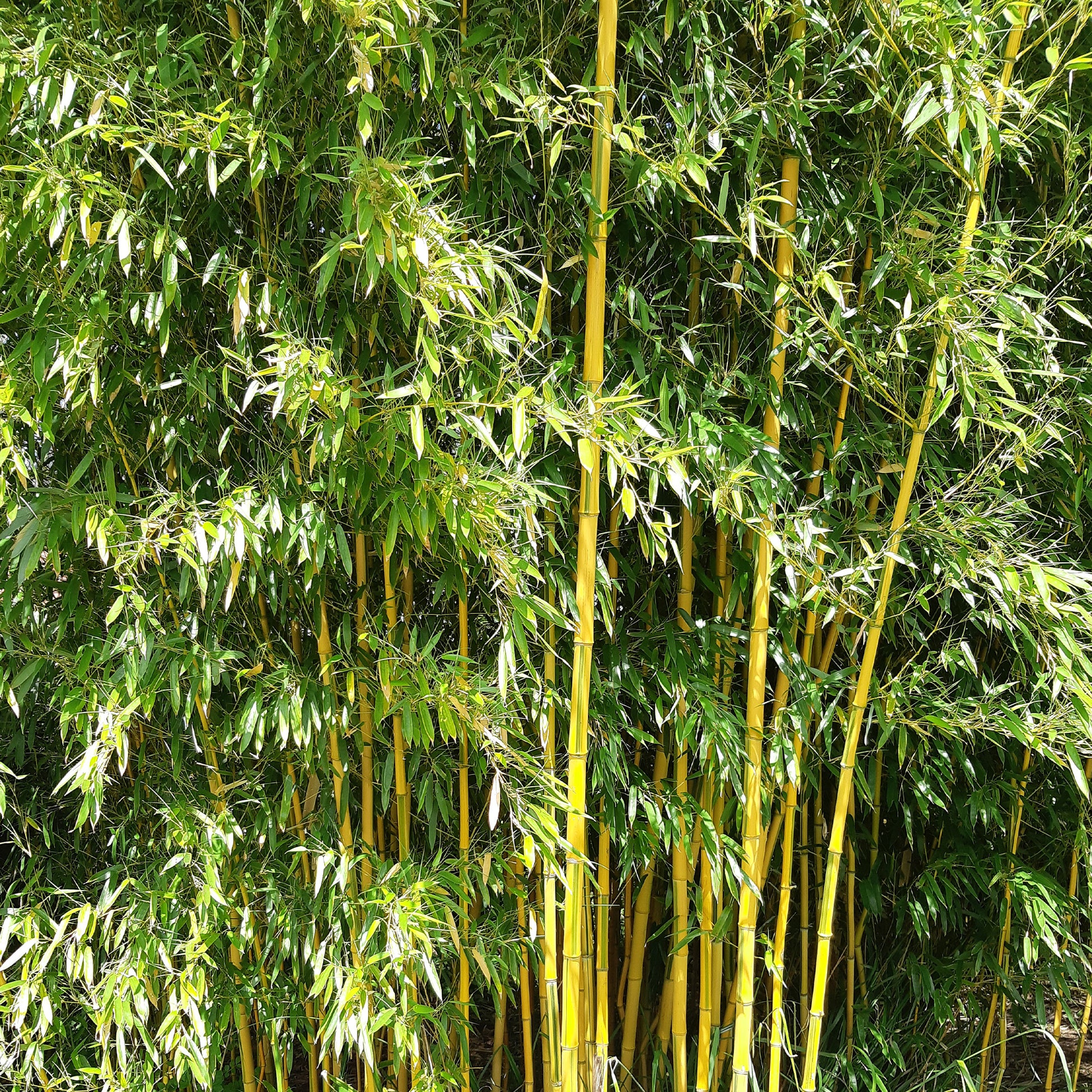 Phyllostachys aureosulcata spectabilis - Bamboe Phyllostachys 'Spectabilis' - Bamboe