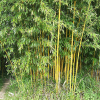 Bamboe - Bamboe Phyllostachys 'Spectabilis' - Phyllostachys aureosulcata spectabilis