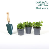 Petunia 'Indian Summer' (x3)