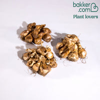 Maanden Narcissen collectie (x30)