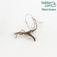 Bloedooievaarsbek 'Elke'