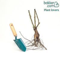 Grootbloemige roos 'Grande Amore'