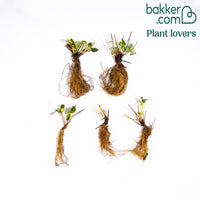 Aardbei 'Mount Everest'