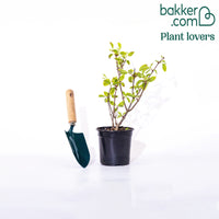 Pluimhortensia 'Fraise Melba'® 'Renba'