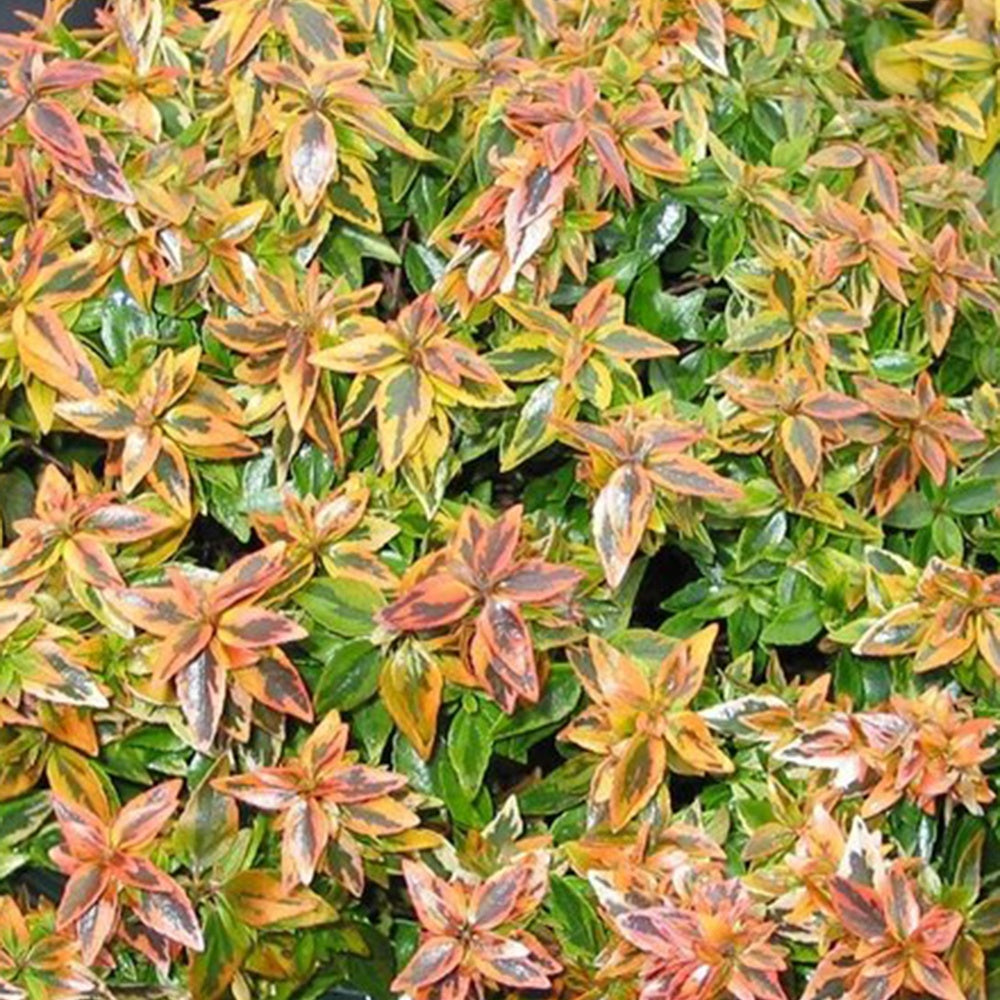 Abelia grandiflora 'kaleidoscope' (r) - Bonte Abelia - Abelia