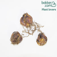 Trompetlelies Golden Splendour (x3) - Lilium golden splendour