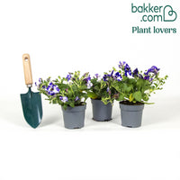 Petunia 'Night Sky'® (x3)