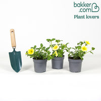 Petunia 'Happy Giant Yellow' (x3)