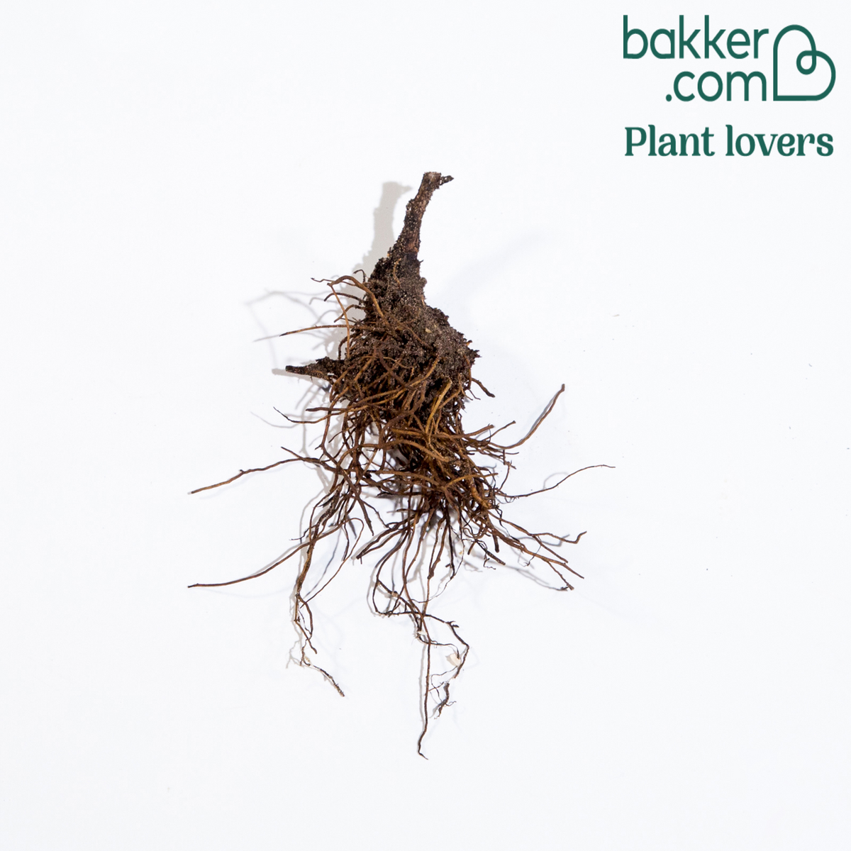 Ridderspoor 'Bolero' - Delphinium highlander® bolero - Bakker