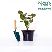 Boerenhortensia 'Miss Saori'®