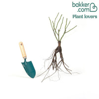 Historische roos 'Comte de Chambord'