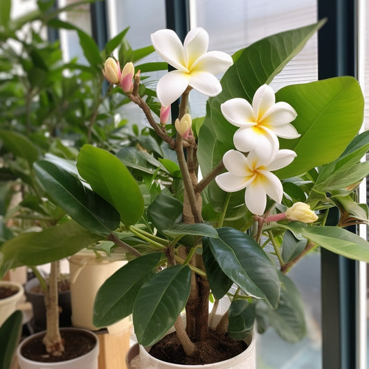 Frangipani - Plumeria alba - Tempelboom - Frangipani