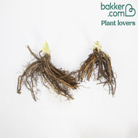 Daglelie 'Kringled Fantasy' (x2) - Hemerocallis krinkled fantasy - Bakker