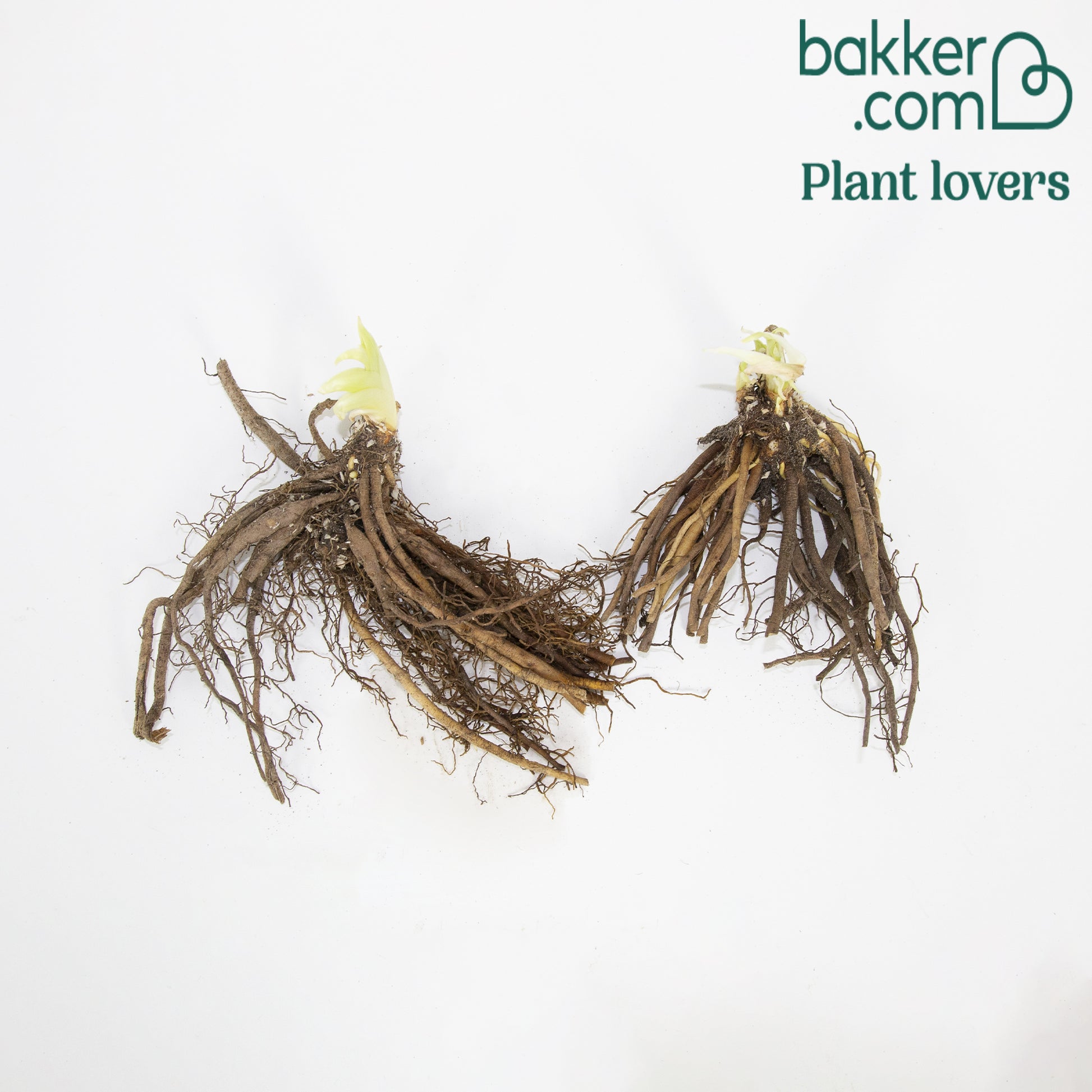 Daglelie 'Kringled Fantasy' (x2) - Hemerocallis krinkled fantasy - Bakker