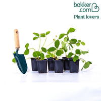 Aardbei 'Mount Everest'