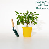 Citroenboom 'Vulcan'