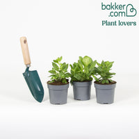 Petunia Mix 'Alpetunia' (x3)