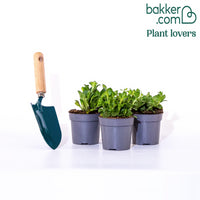 Petunia 'Amore Queen of Hearts' (x3)