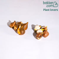 Tulpen Zwart & Abrikoos kleurig (x10)