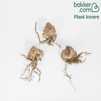 Orientaalse Lelie Josephine (x3)