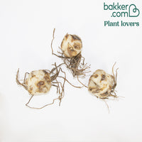 Tijgerlelie 'Red Life' (x3) - Lilium trigrinum red life - Bakker