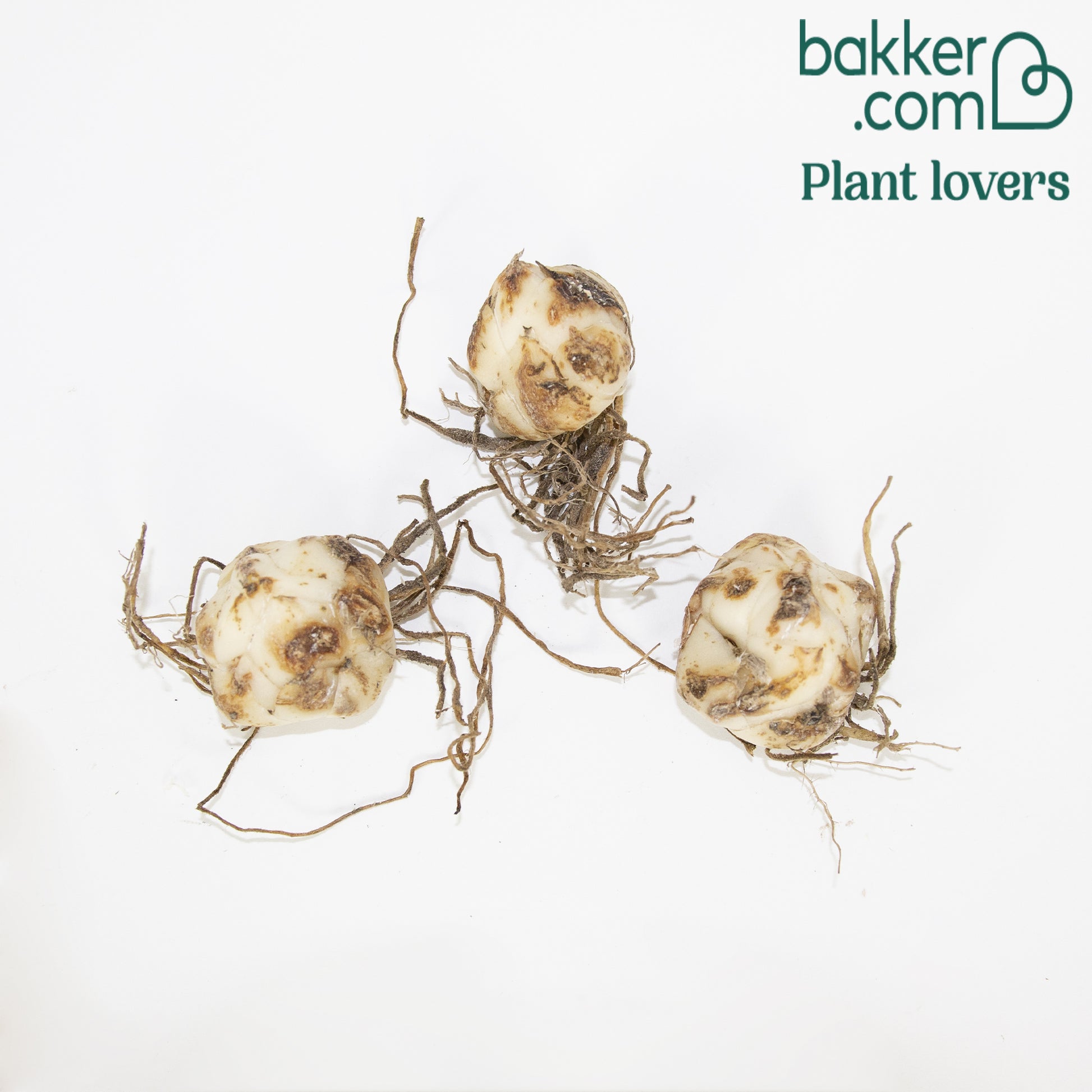 Tijgerlelie 'Red Life' (x3) - Lilium trigrinum red life - Bakker