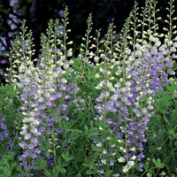 Indigolupine - Baptisia lunar eclipse